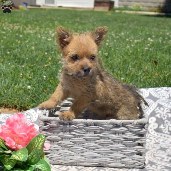 Trooper, Cairn Terrier Puppy