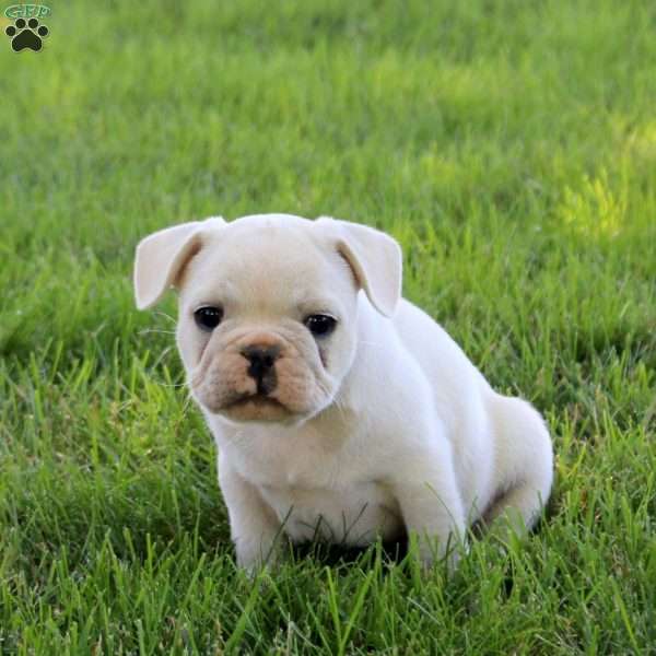 Trooper, French Bulldog Puppy
