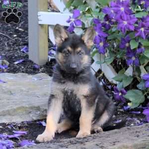 Trooper, German Shepherd Puppy