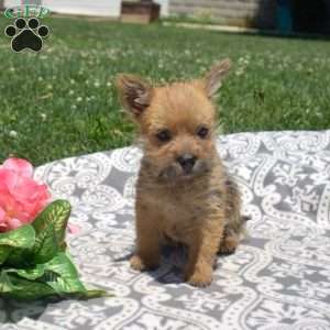 Trooper, Cairn Terrier Puppy