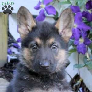 Trooper, German Shepherd Puppy