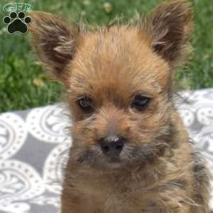 Trooper, Cairn Terrier Puppy