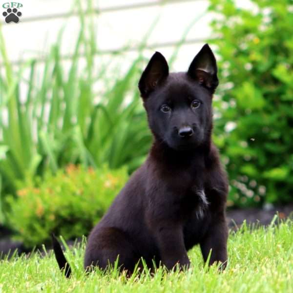 Trooper, Belgian Malinois Puppy
