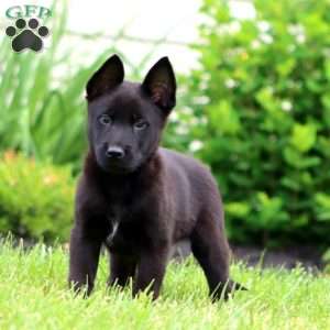 Trooper, Belgian Malinois Puppy
