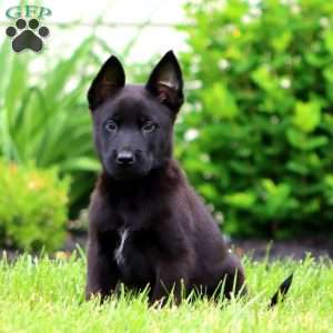 Trooper, Belgian Malinois Puppy