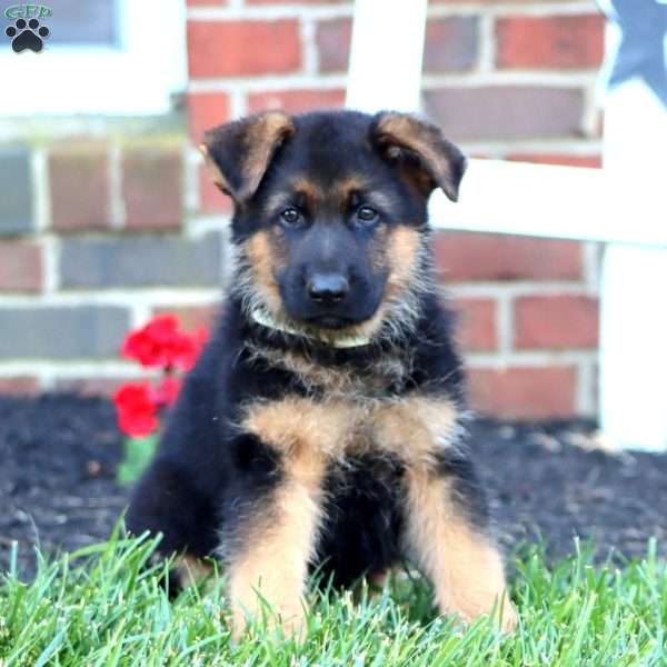 Troy, German Shepherd Puppy