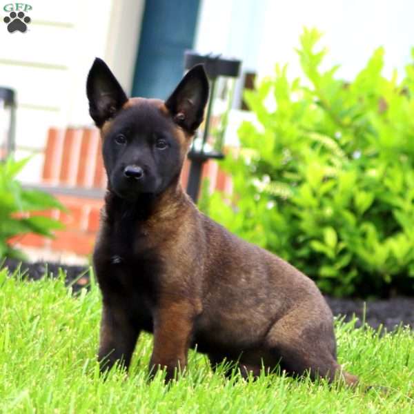 Troy, Belgian Malinois Puppy