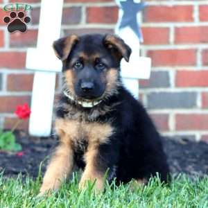 Troy, German Shepherd Puppy