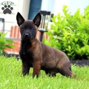 Troy, Belgian Malinois Puppy