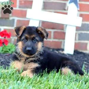 Troy, German Shepherd Puppy
