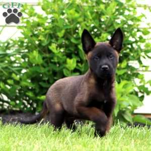 Troy, Belgian Malinois Puppy