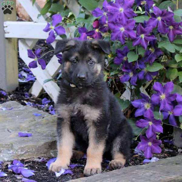 Truman, German Shepherd Puppy
