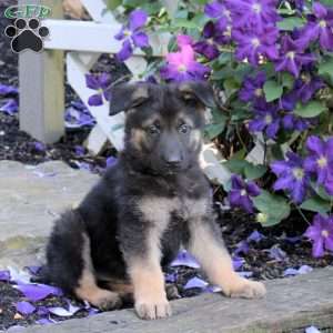 Truman, German Shepherd Puppy
