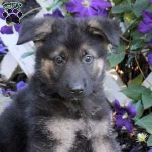 Truman, German Shepherd Puppy