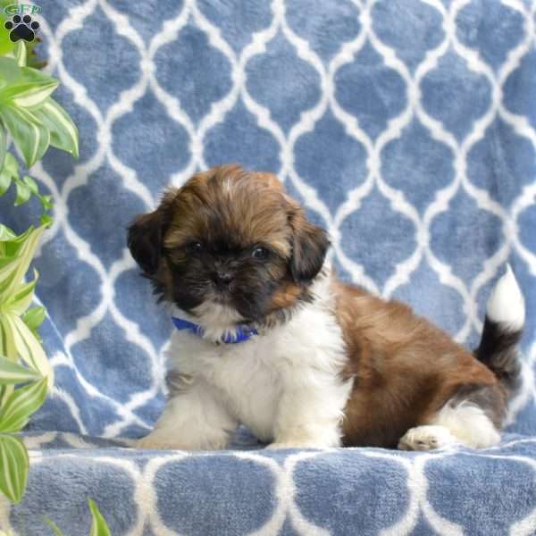 Tucker, Shih Tzu Puppy