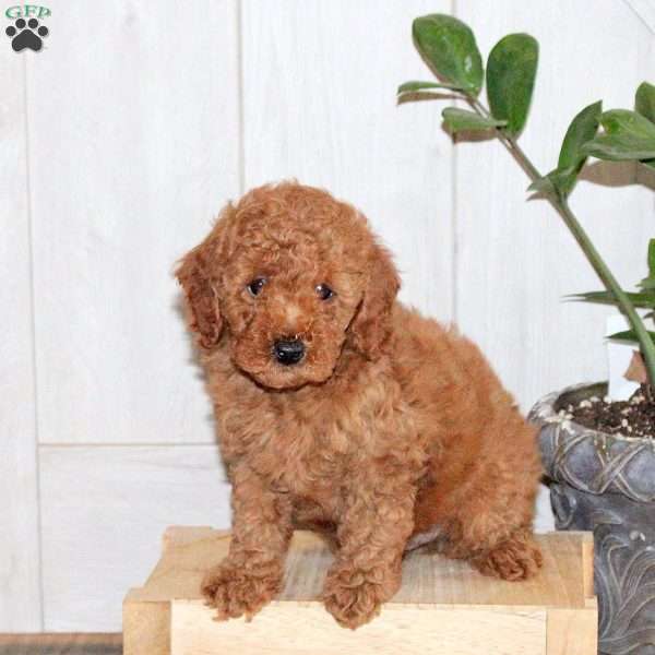Tucker, Toy Poodle Puppy
