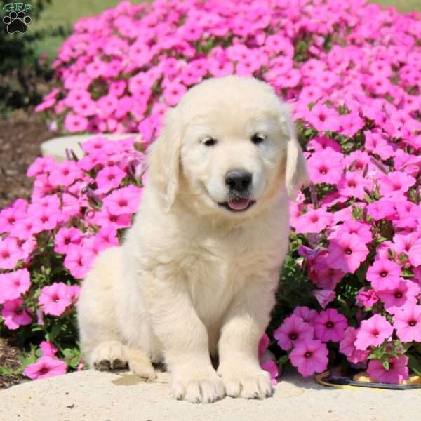 Tucker, Golden Retriever Puppy