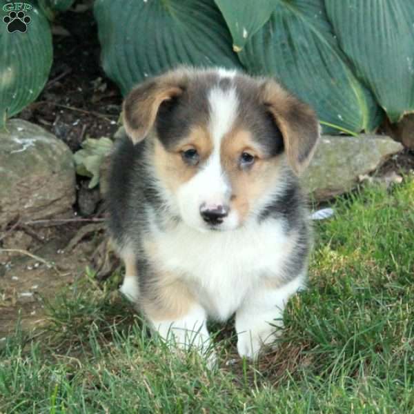 Tucker, Pembroke Welsh Corgi Puppy