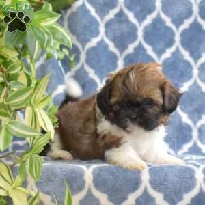 Tucker, Shih Tzu Puppy
