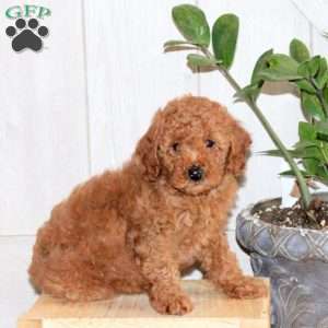 Tucker, Toy Poodle Puppy