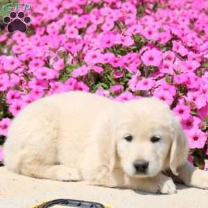 Tucker, Golden Retriever Puppy