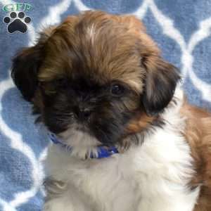 Tucker, Shih Tzu Puppy