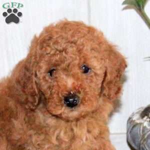 Tucker, Toy Poodle Puppy