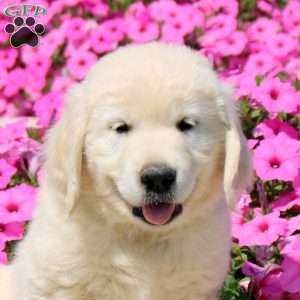 Tucker, Golden Retriever Puppy