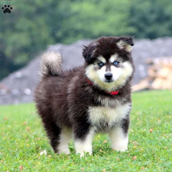 Tucker, Pomsky Puppy