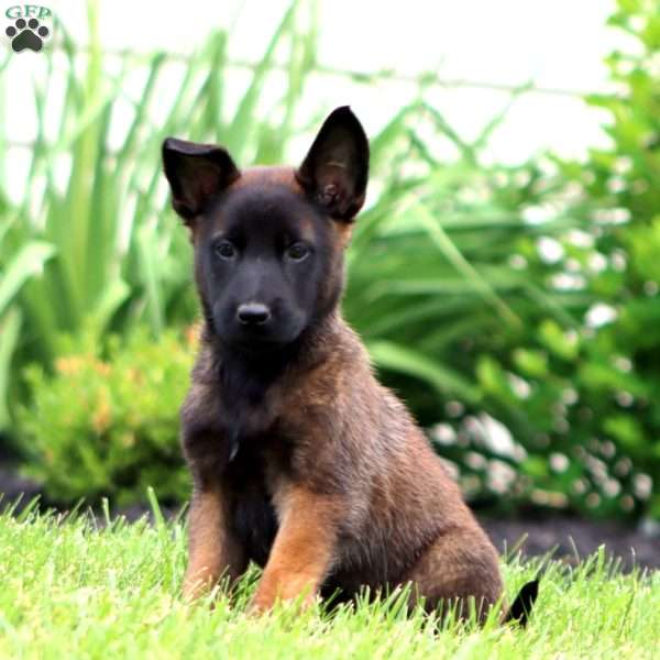 Tucker, Belgian Malinois Puppy