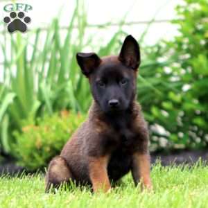Tucker, Belgian Malinois Puppy