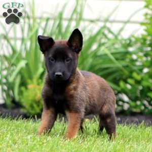 Tucker, Belgian Malinois Puppy