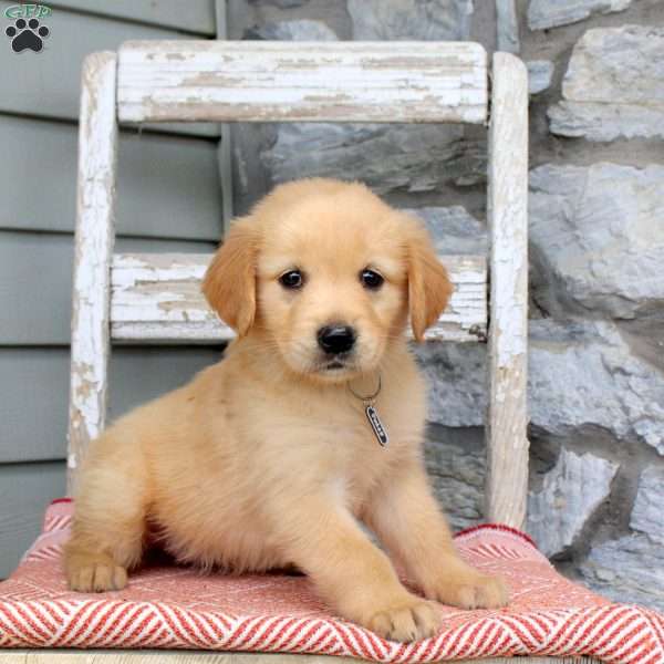 Tulip, Golden Retriever Puppy
