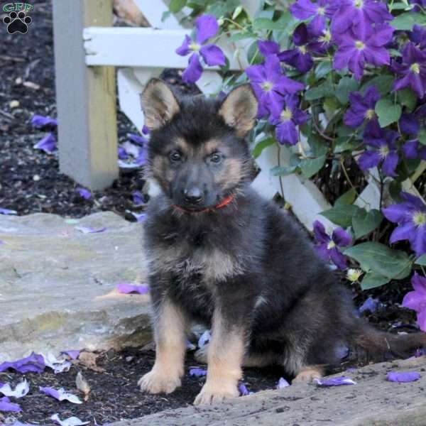 Tulip, German Shepherd Puppy