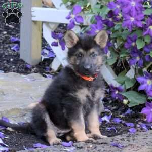 Tulip, German Shepherd Puppy
