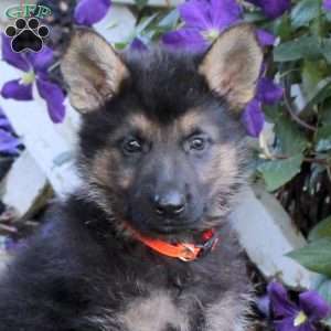 Tulip, German Shepherd Puppy