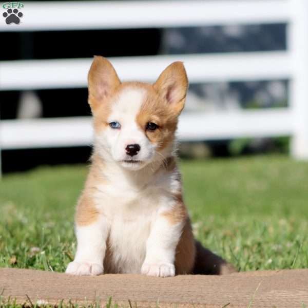 Tulip, Pembroke Welsh Corgi Puppy