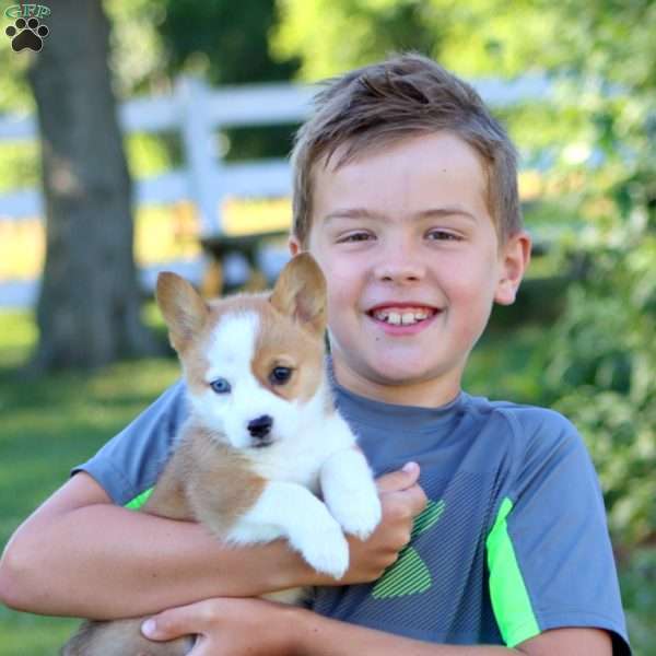 Tulip, Pembroke Welsh Corgi Puppy