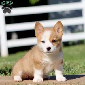 Tulip, Pembroke Welsh Corgi Puppy
