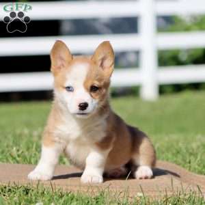 Tulip, Pembroke Welsh Corgi Puppy
