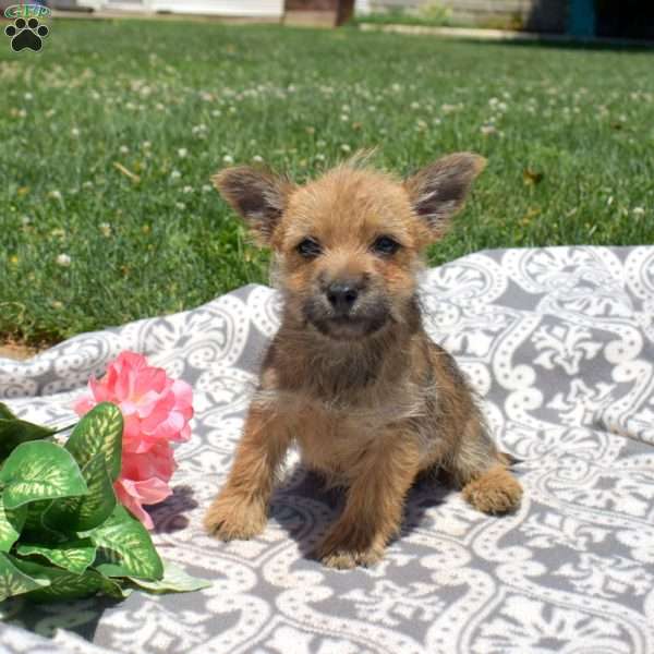 Turbo, Cairn Terrier Puppy