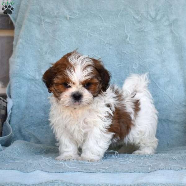 Turbo, Shih Tzu Puppy