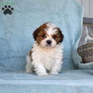 Turbo, Shih Tzu Puppy