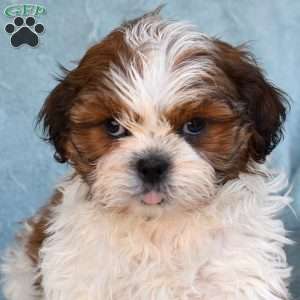 Turbo, Shih Tzu Puppy