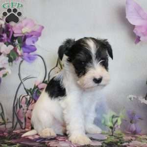 Turner, Miniature Schnauzer Puppy