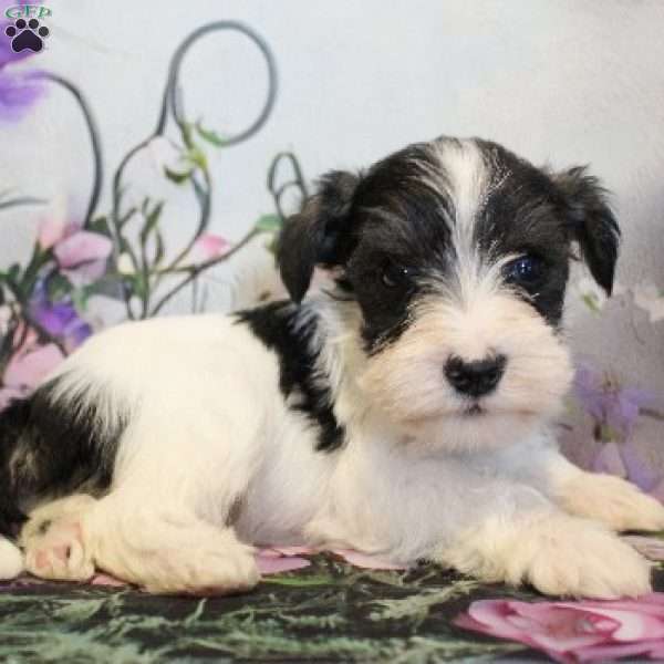 Turner, Miniature Schnauzer Puppy