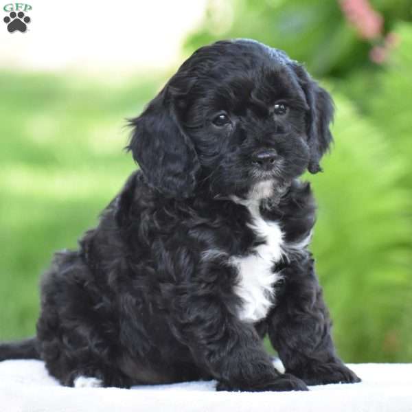 Tuxedo, Cavapoo Puppy