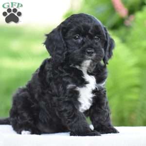 Tuxedo, Cavapoo Puppy