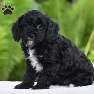 Tuxedo, Cavapoo Puppy