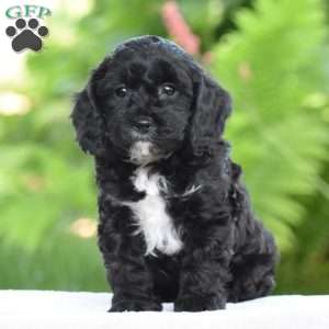 Tuxedo, Cavapoo Puppy